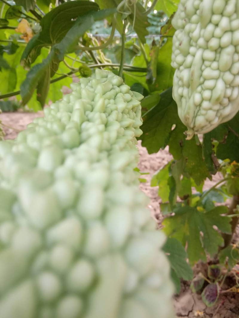 【苦瓜】大量白苦瓜上市基地出货质量优质，诚信经营！
