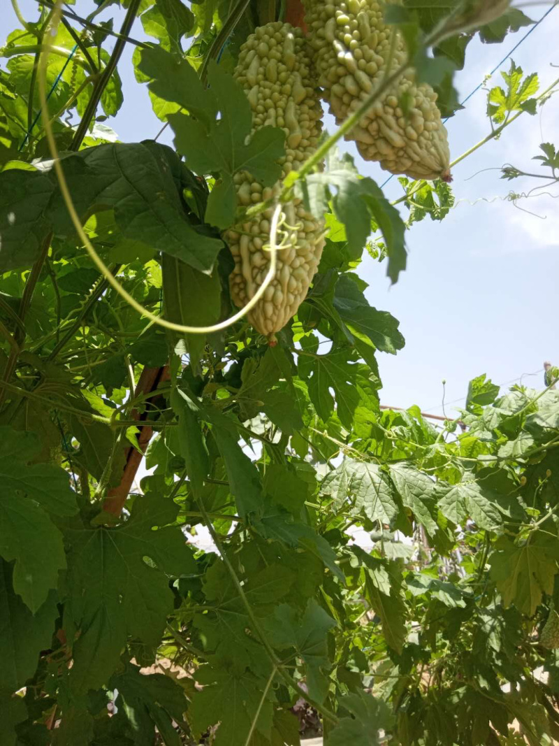 【苦瓜】大量白苦瓜上市基地出货质量优质，诚信经营！