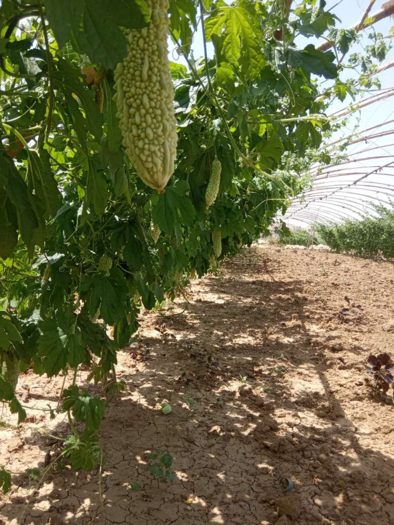 【苦瓜】大量白苦瓜上市基地出货质量优质，诚信经营！