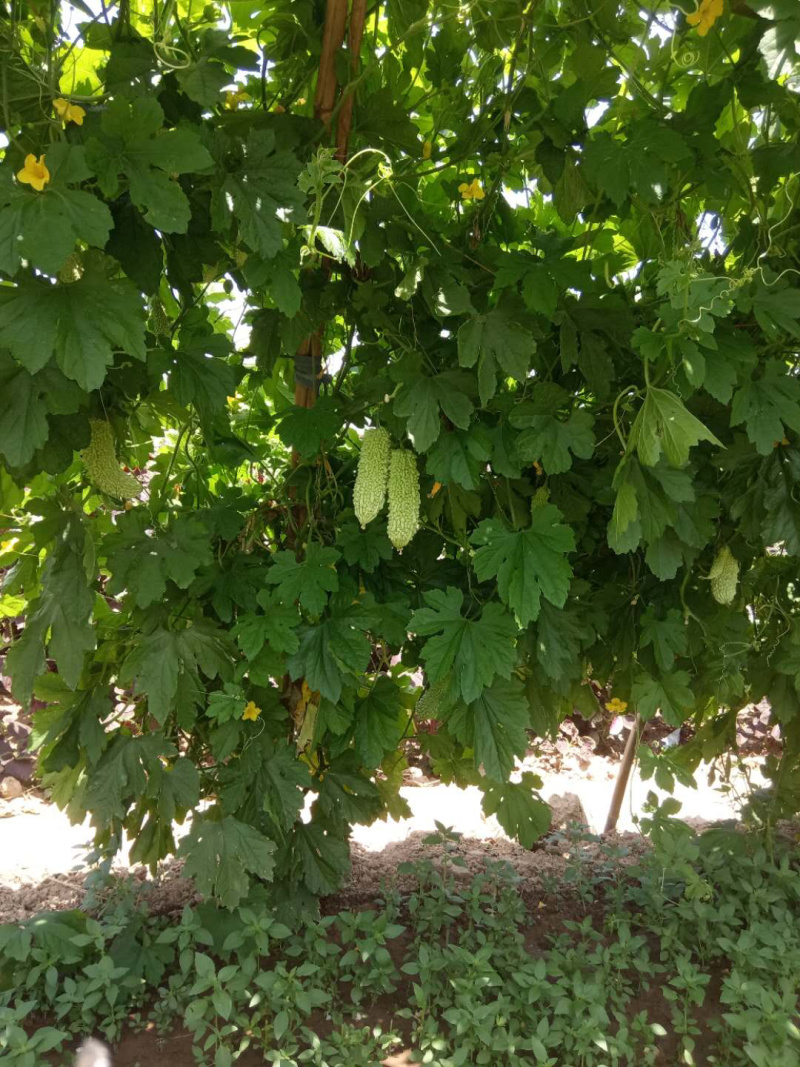 【苦瓜】大量白苦瓜上市基地出货质量优质，诚信经营！