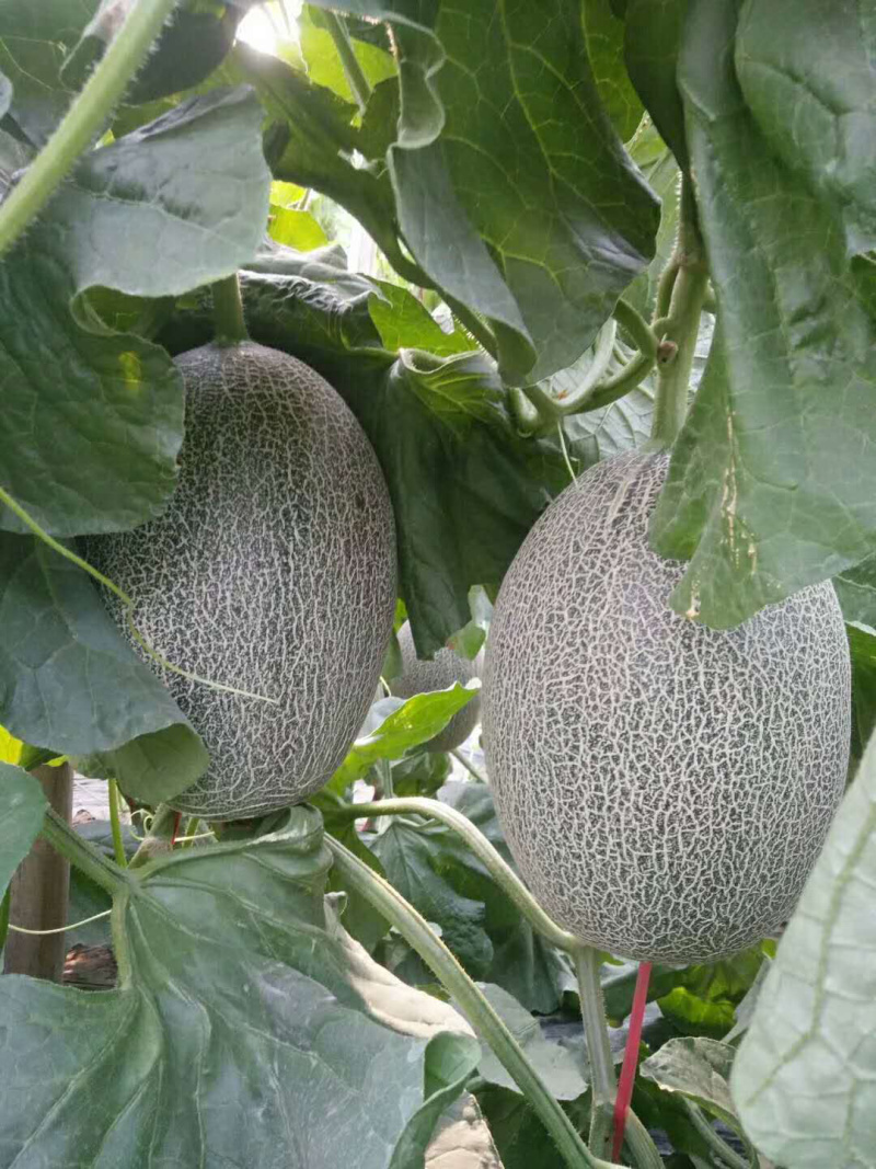 西周密