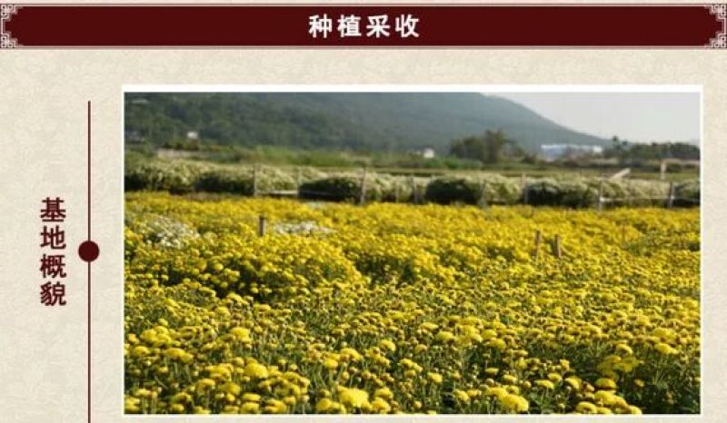 白菊花茶