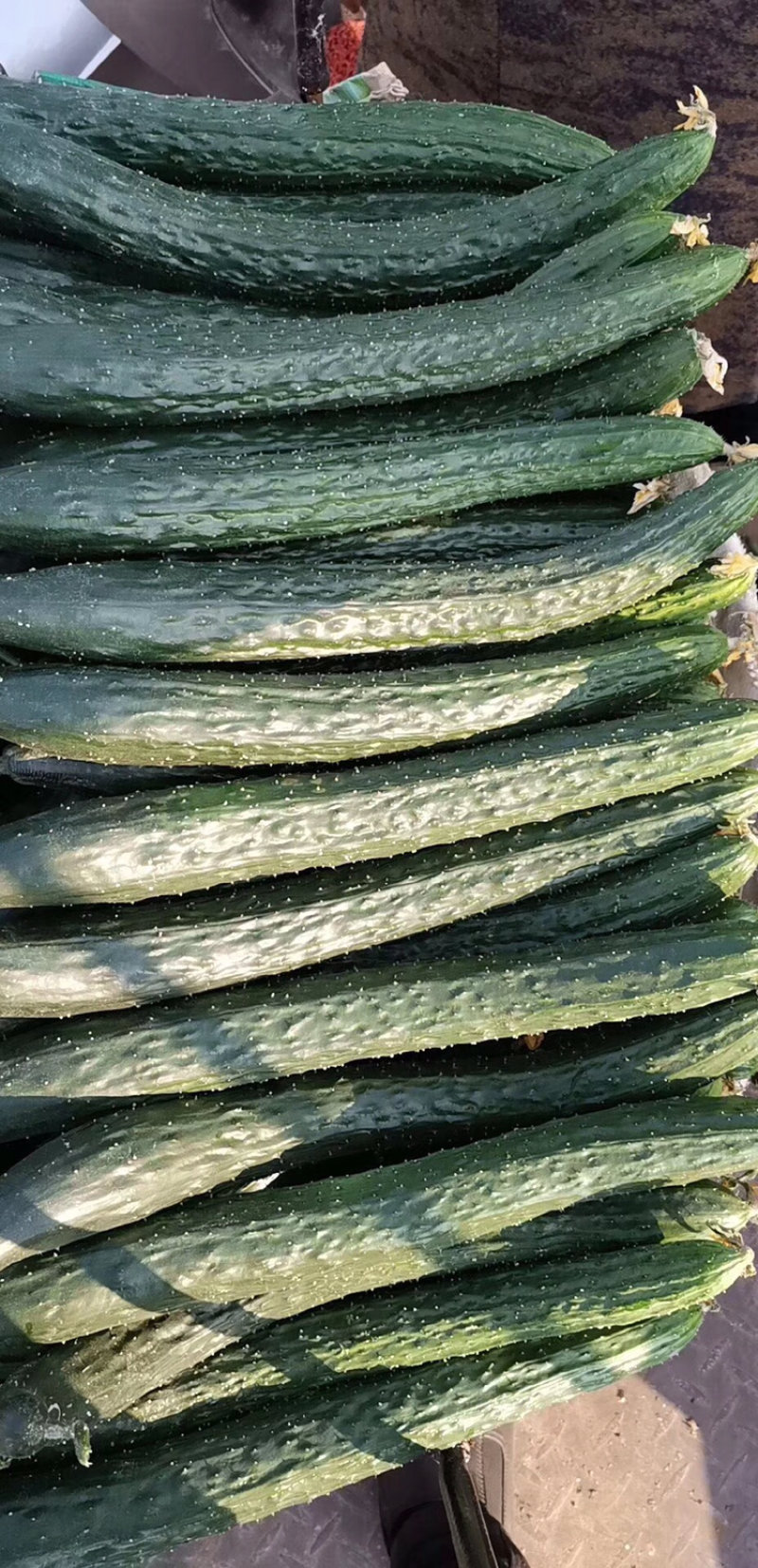 娃娃菜