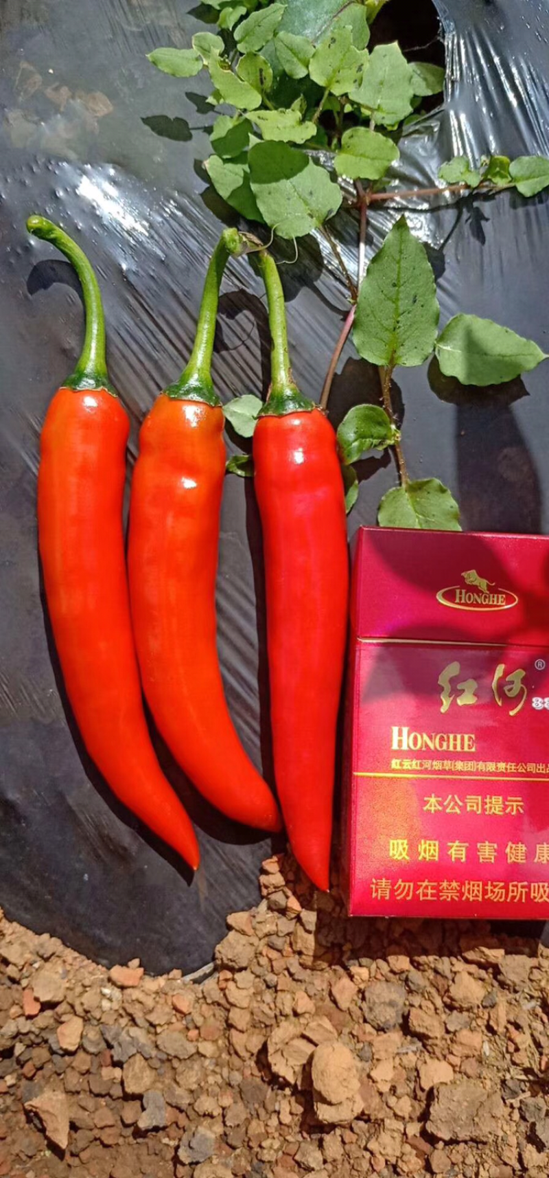 娃娃菜