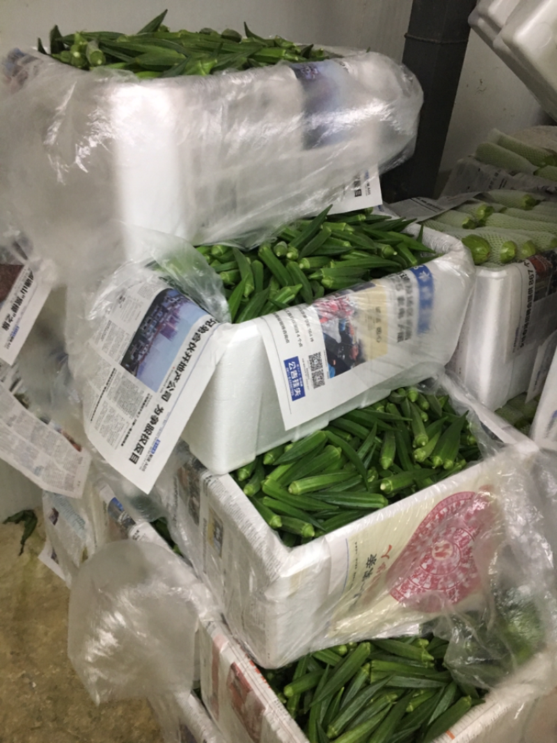 圆包菜精品0.5~1公斤