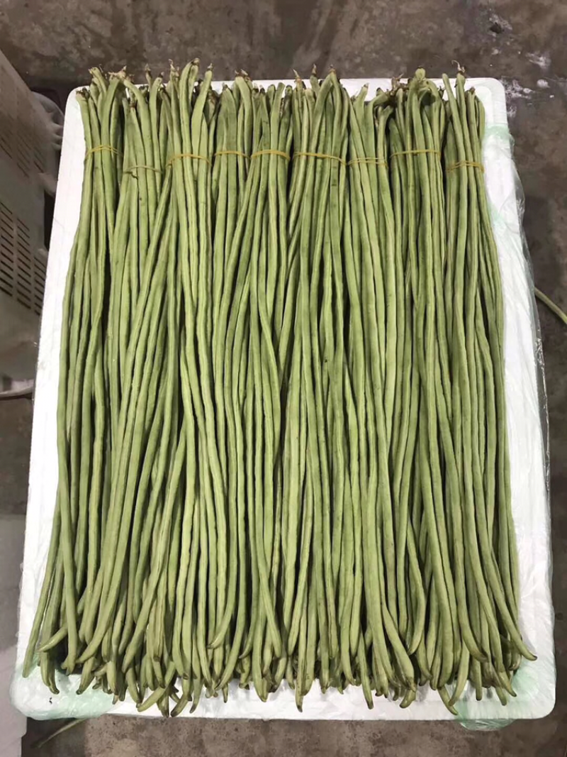 圆包菜精品0.5~1公斤