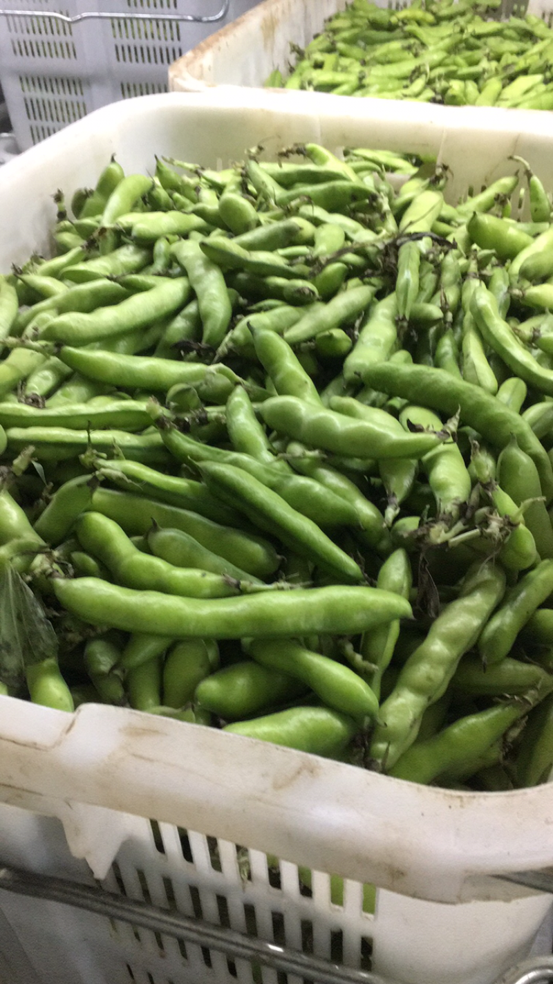 圆包菜精品0.5~1公斤