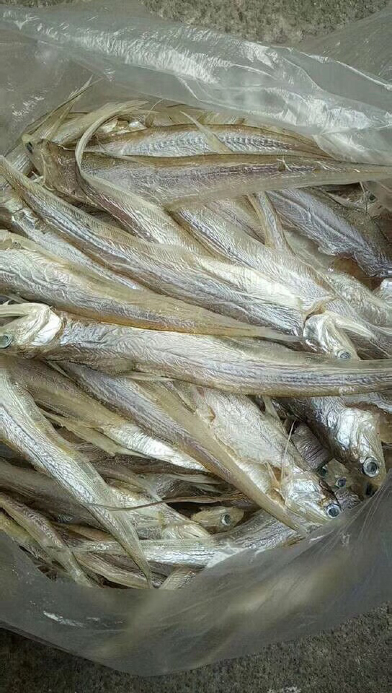 干毛刀鱼