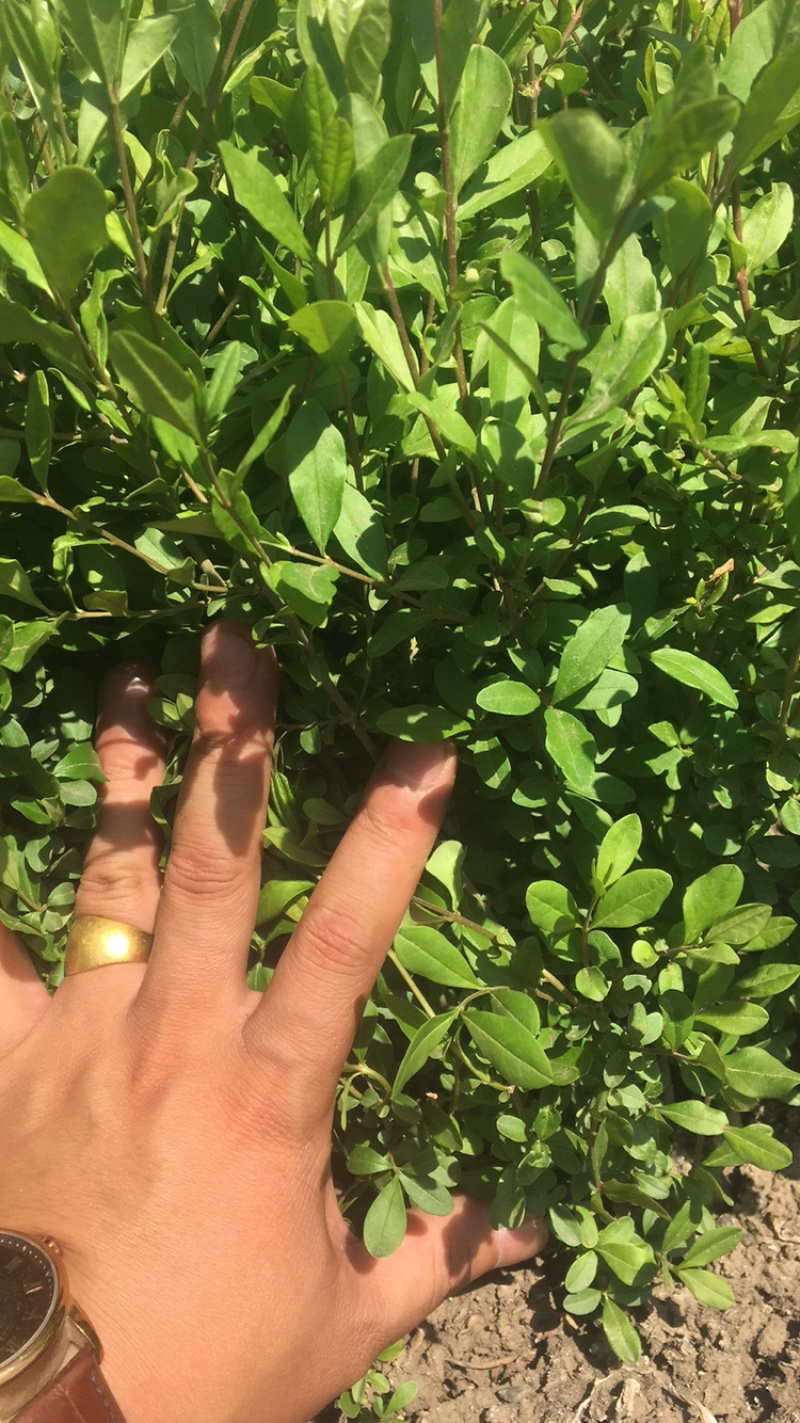 水蜡，各种规格水蜡，还有杯苗，产地直销，全国邮寄。