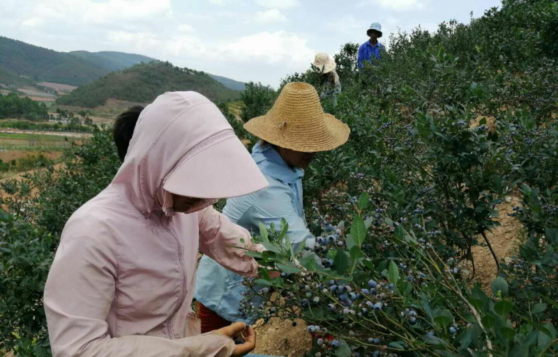 云南高山蓝莓，脆甜多汁，果粉漂亮