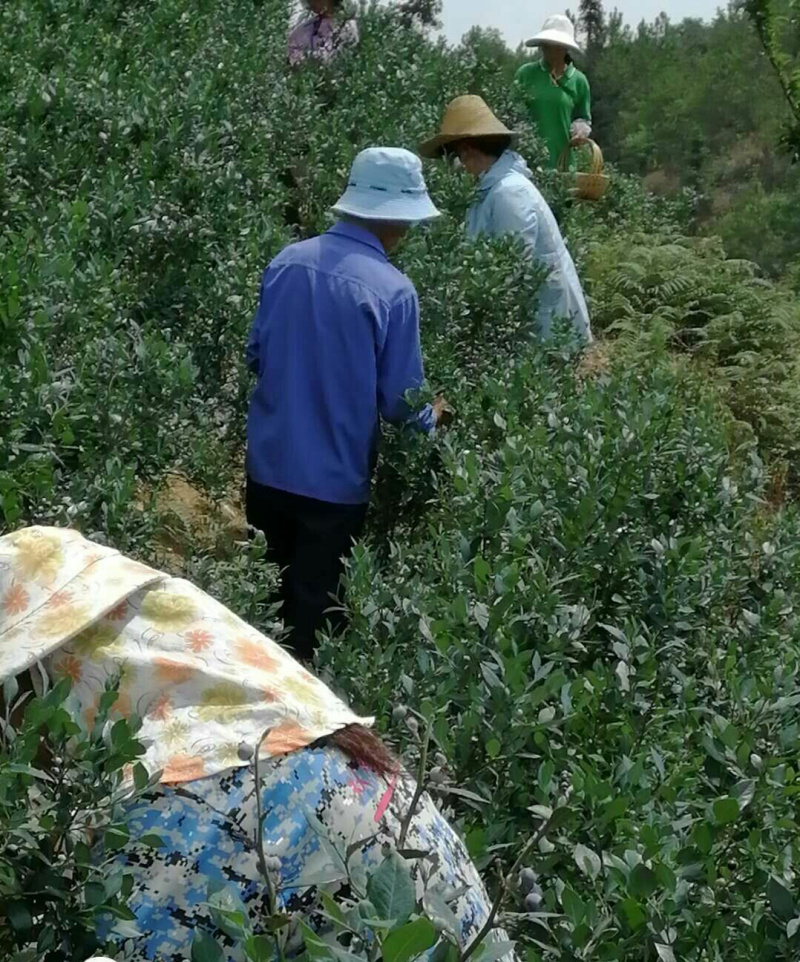 云南高山蓝莓，脆甜多汁，果粉漂亮