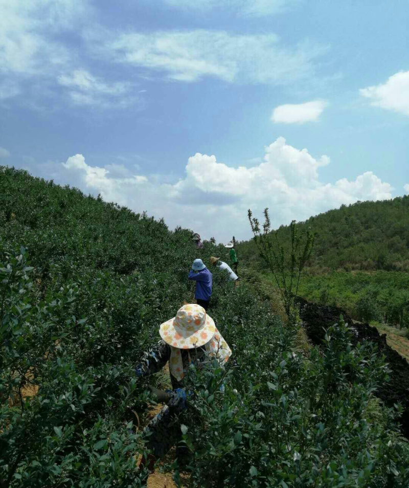 云南高山蓝莓，脆甜多汁，果粉漂亮