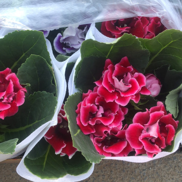 芙蓉花