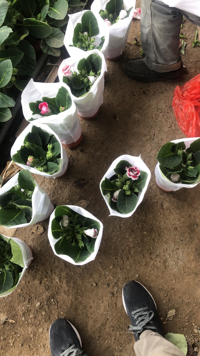 芙蓉花