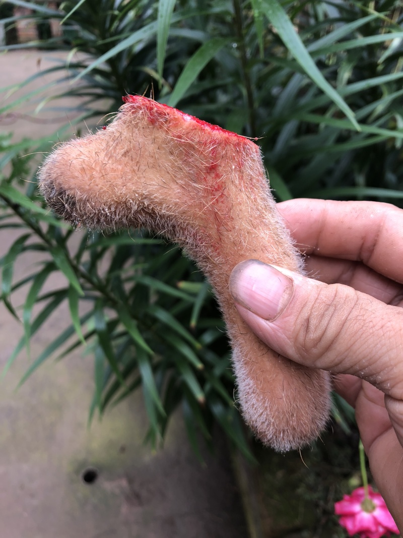 【自养自销】纯种梅花鹿鹿茸鹿茸野草饲养零添加欢迎