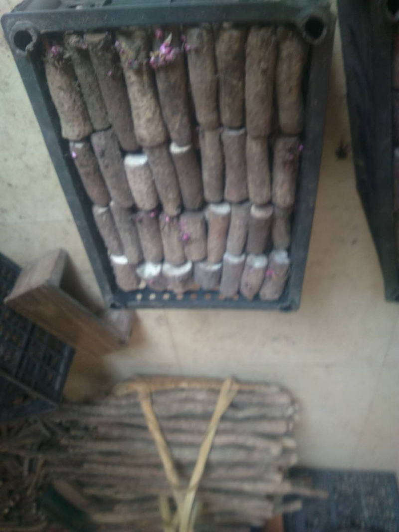 紫玉淮山药苗，降价了你要我就卖，成本价出售，欢迎合作