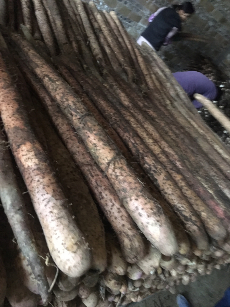 紫玉淮山药苗，降价了你要我就卖，成本价出售，欢迎合作