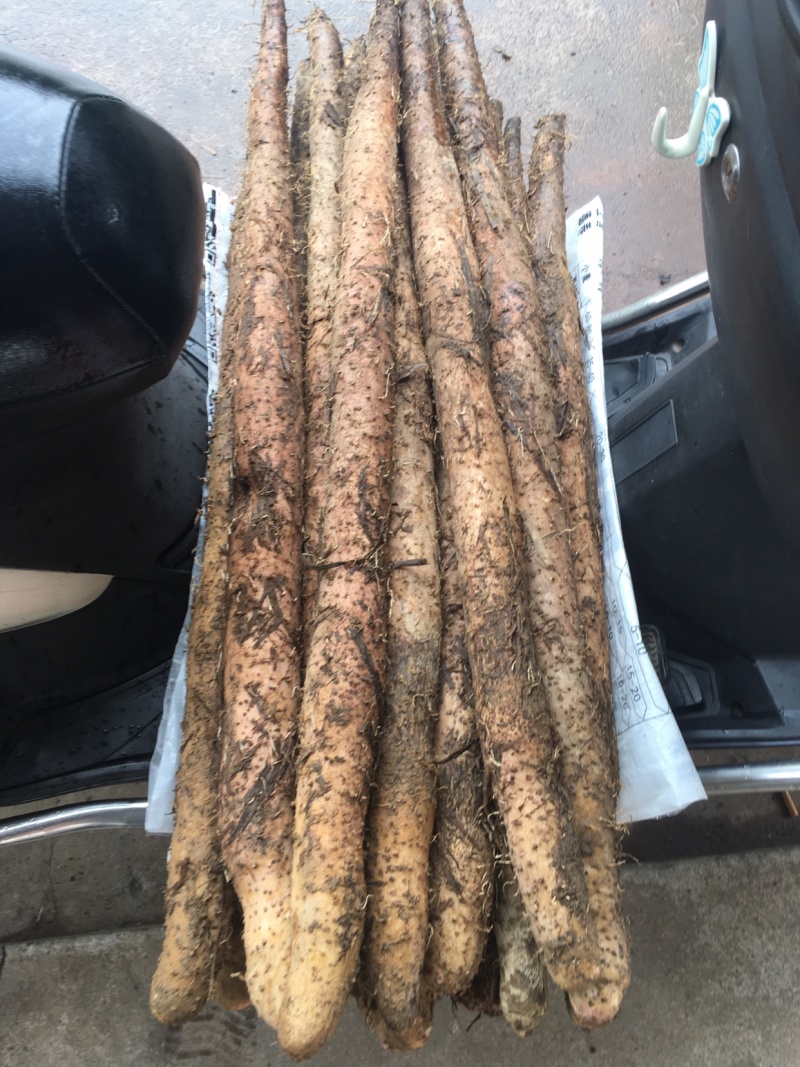 紫玉淮山药苗，降价了你要我就卖，成本价出售，欢迎合作