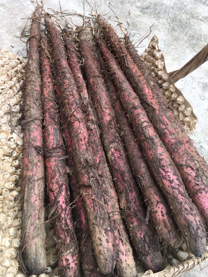 紫玉淮山药苗，降价了你要我就卖，成本价出售，欢迎合作