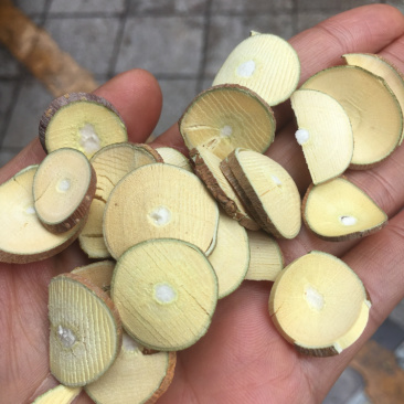 桑枝桑枝片