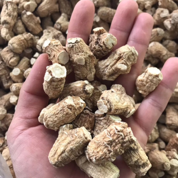 3克5克一枚软支粒头西洋参可帮忙切片磨粉
