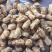 3克5克一枚软支粒头西洋参可帮忙切片磨粉