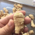 3克5克一枚软支粒头西洋参可帮忙切片磨粉