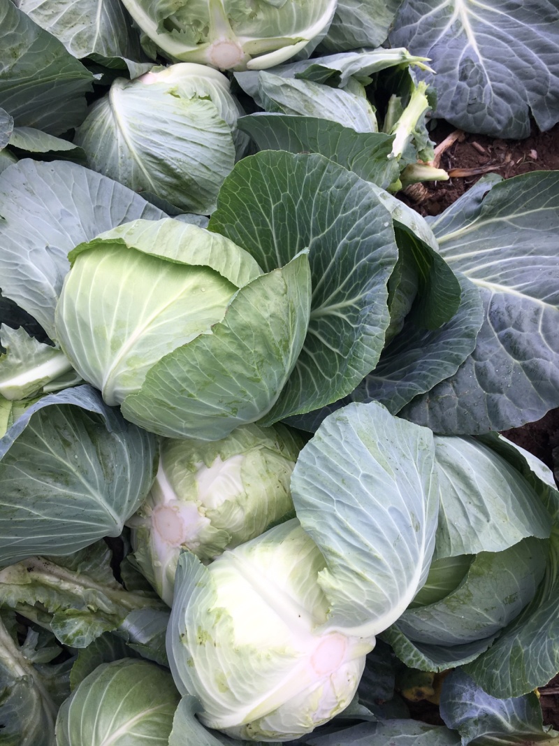 优质包菜800每亩产地直销，量大质优保质保量