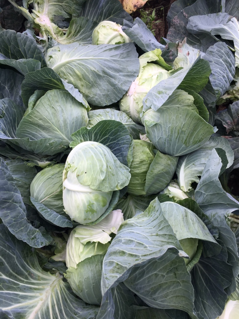优质包菜800每亩产地直销，量大质优保质保量