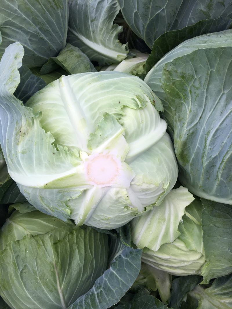 湖北新鲜甘蓝扁包菜大量上市，保质保量，物美价廉欢迎采购