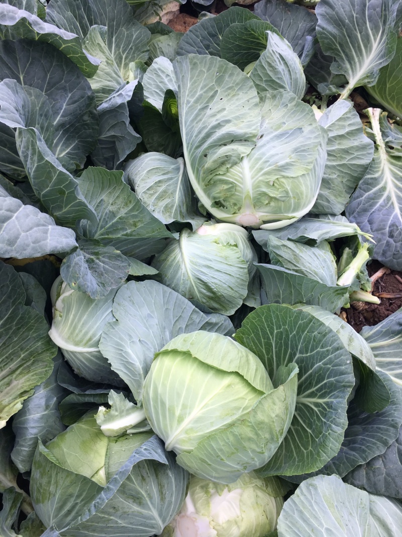 湖北新鲜甘蓝扁包菜大量上市，保质保量，物美价廉欢迎采购