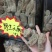 天麻野生1斤包邮