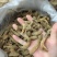天麻无硫一斤包邮