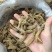 天麻无硫一斤包邮