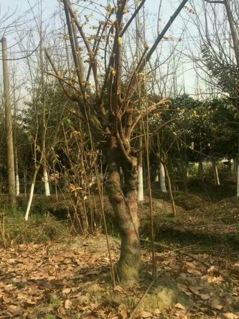 素心蜡梅20cm以上14~16cm3~3.5米