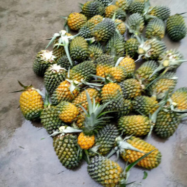 菲律宾巴厘菠萝