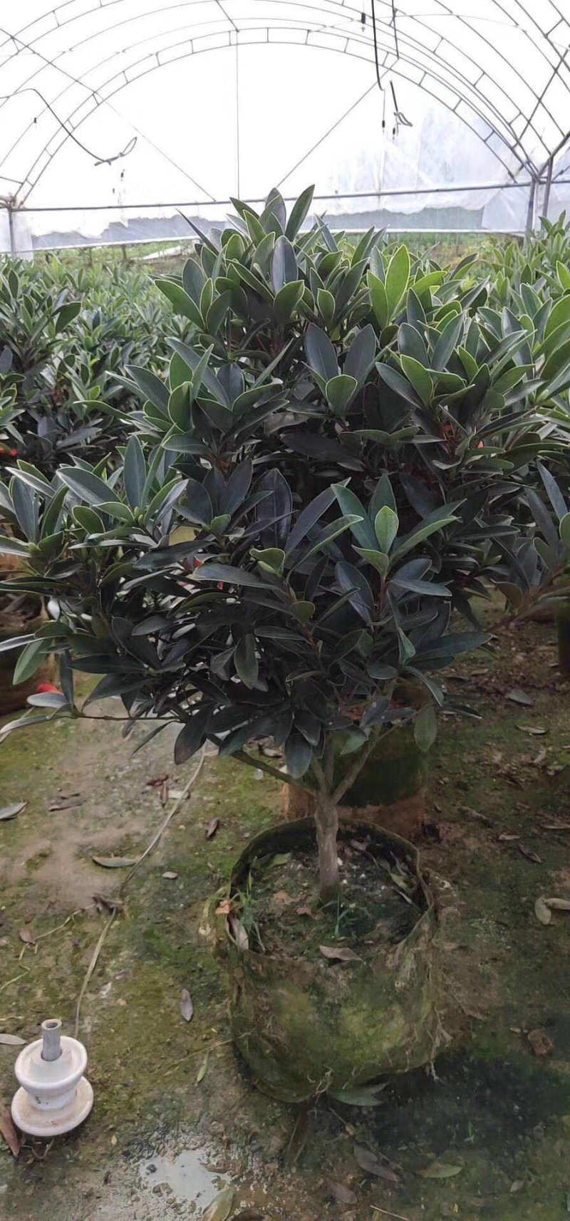 名贵四季杜鹃茶花基地直销