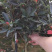 名贵四季杜鹃茶花基地直销