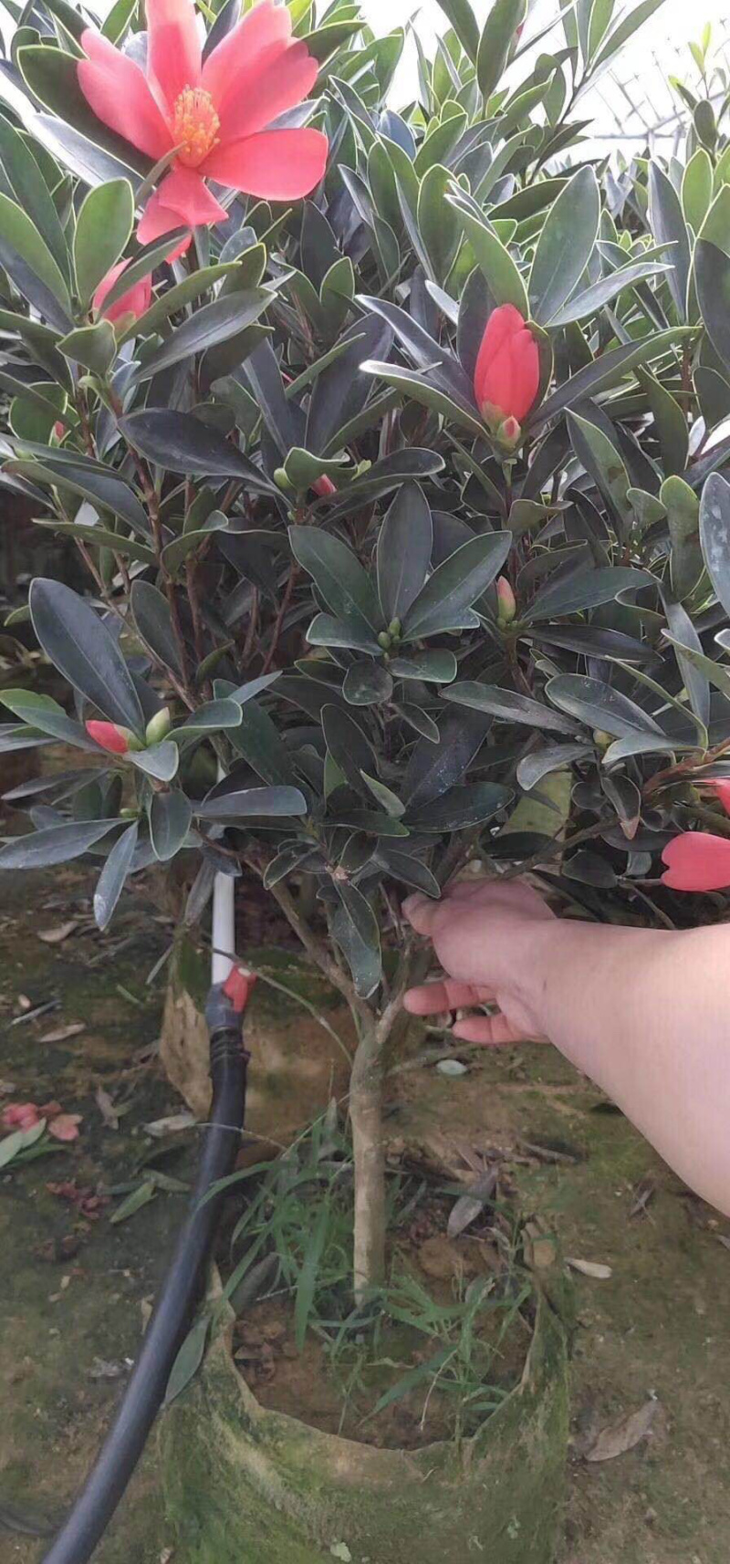 名贵四季杜鹃茶花基地直销