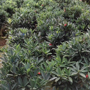 名贵四季杜鹃茶花基地直销