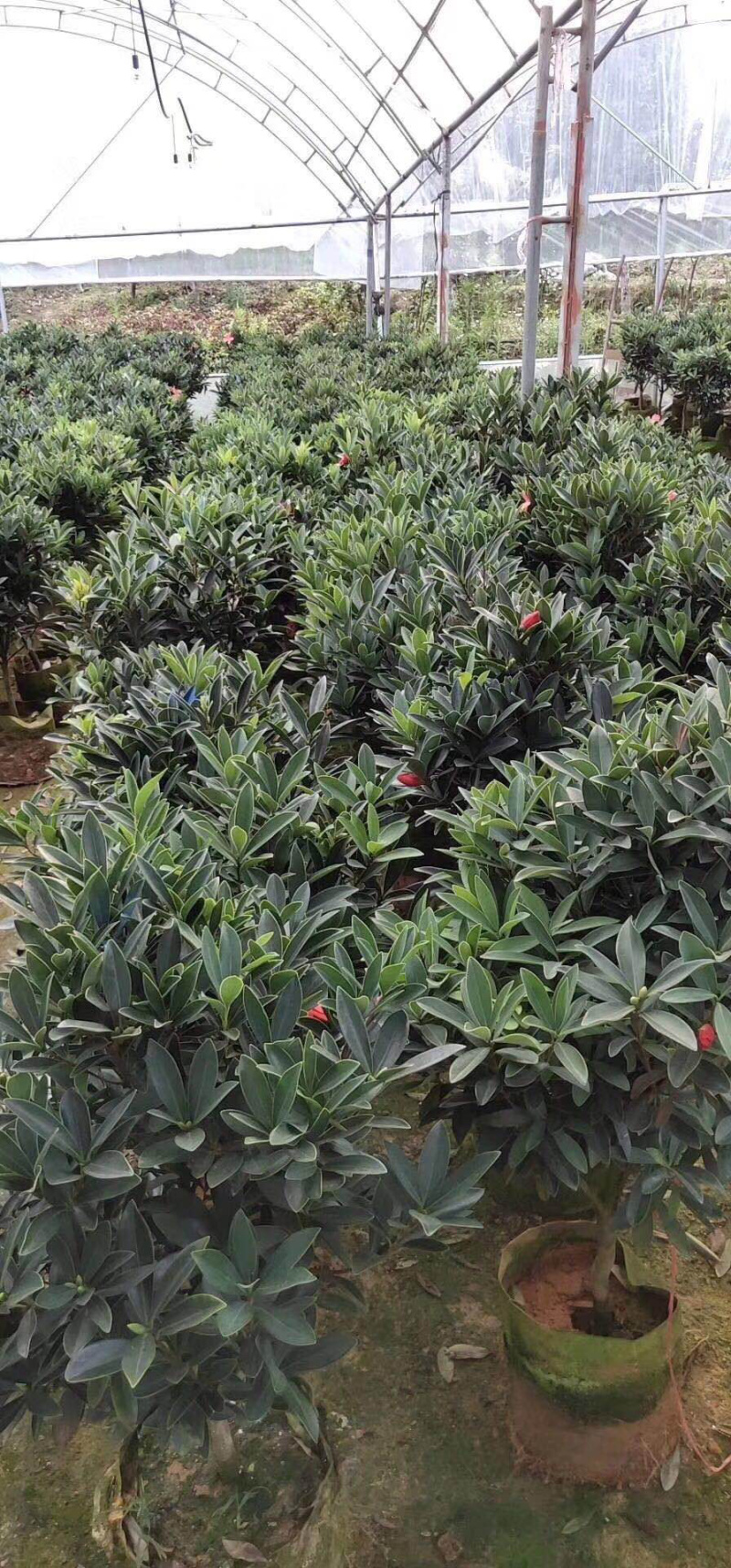 名贵四季杜鹃茶花基地直销