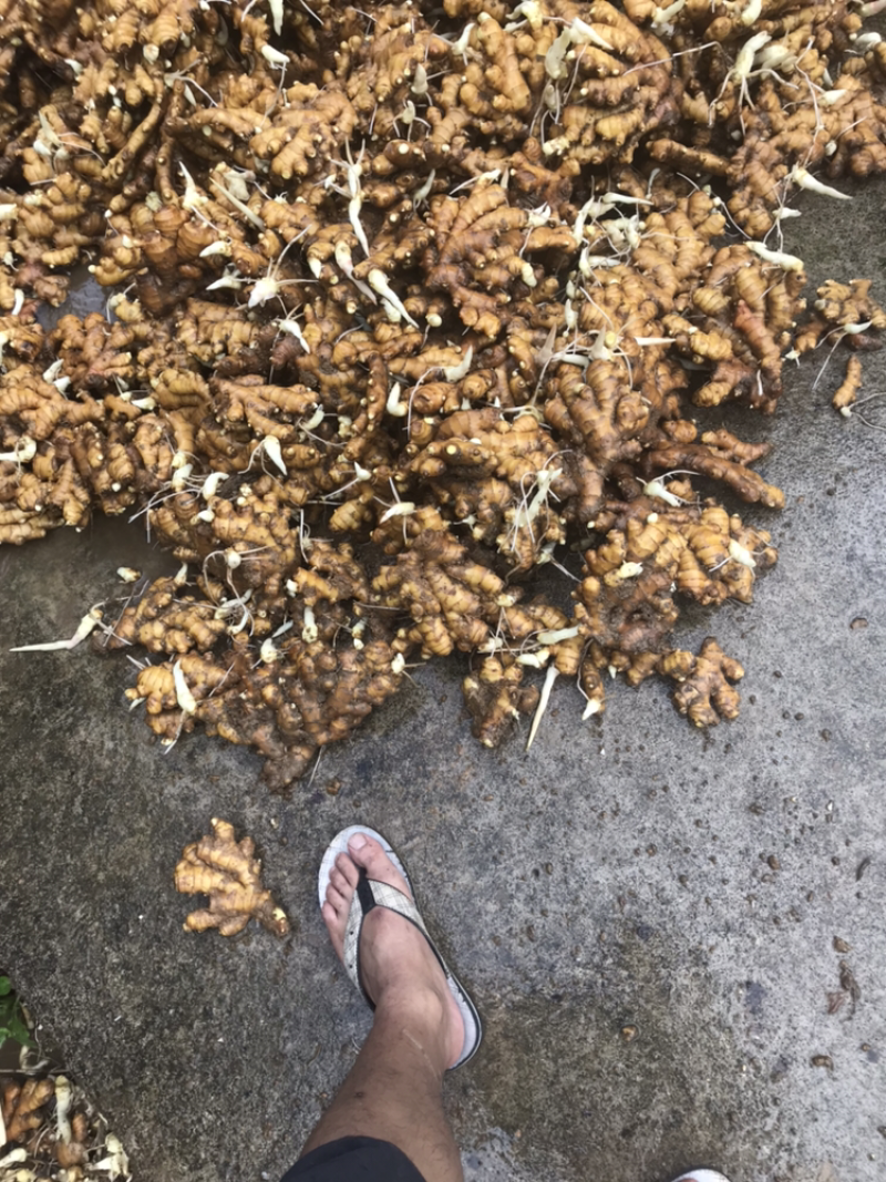 特靓水洗姜