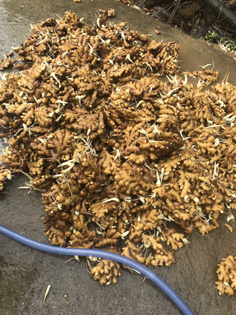 特靓水洗姜