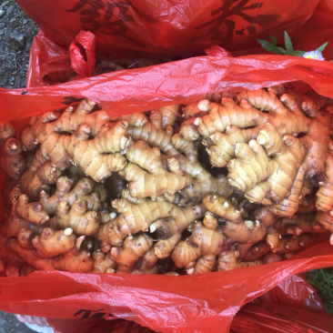 特靓水洗姜
