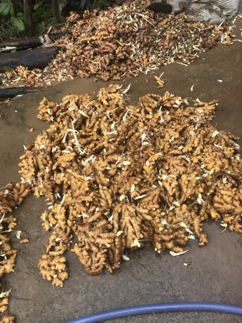 特靓水洗姜