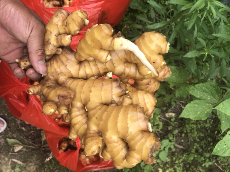 特靓水洗姜