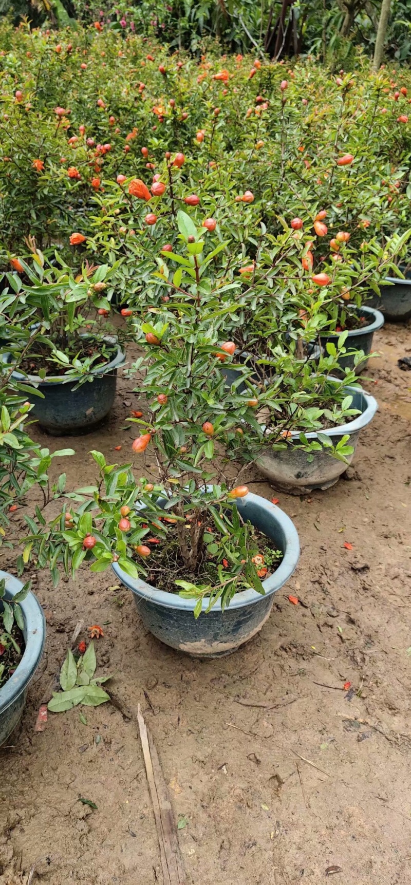 软籽番石榴苗软籽番石榴苗
