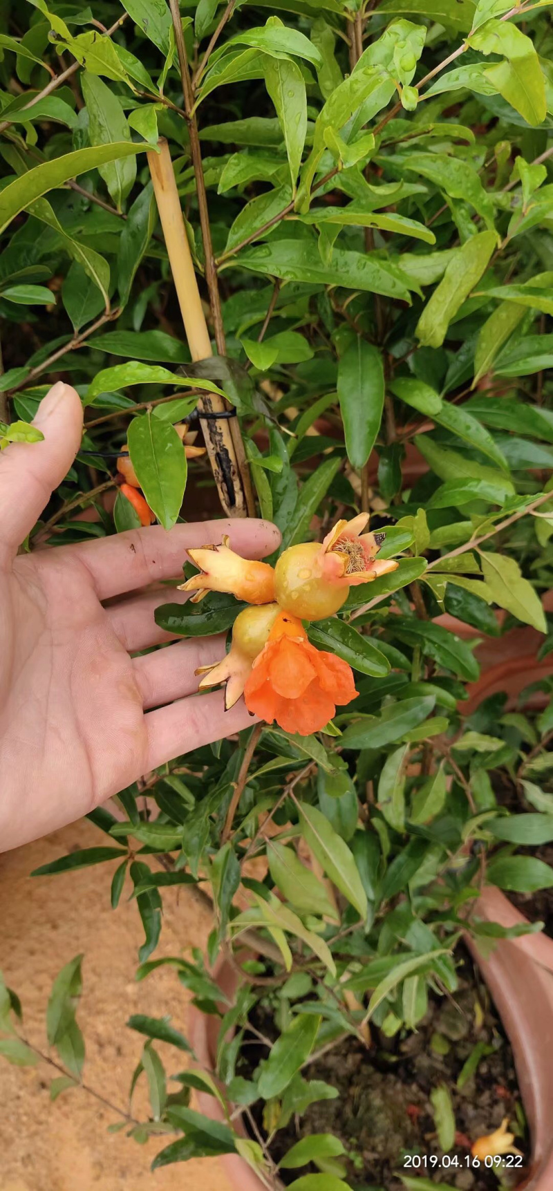 软籽番石榴苗软籽番石榴苗