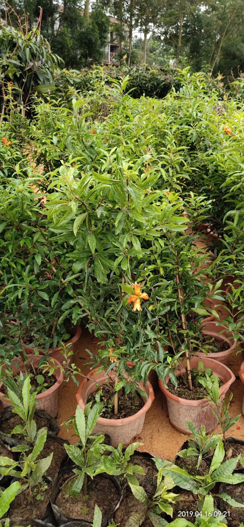 软籽番石榴苗软籽番石榴苗