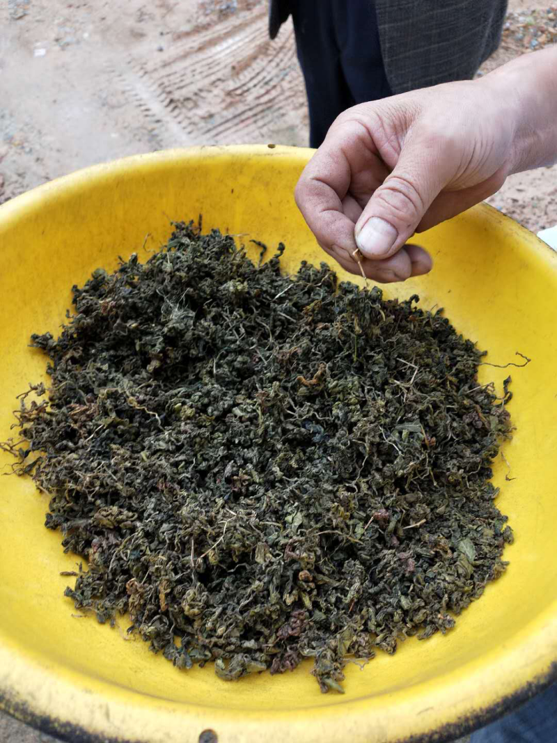 绞股蓝